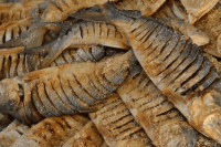 লুনা ইলিশ